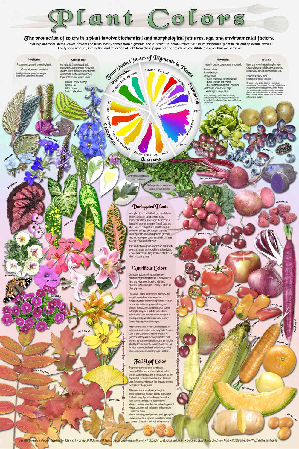 这些植物使得这颗星球变得色彩斑斓（图片：Kandis Elliot / UW-Department of Botany）