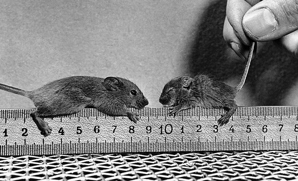 25. 1950 年 2 月 18 日，原子能委员会展出了 2 只用于橡树岭核试验的小鼠。科学家想通过试验了解放射性物质对人体遗传的潜在影响，共有 4 万只小鼠进行了这样的实验。右边的老鼠被原子能委员会描述为 “遗传突变”——它是接受过周期性 X 射线照射的老鼠后裔。左边一只则为正常幼崽。（AP Photo）