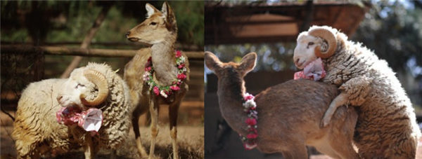 按计划，在情人节这天，云南野生动物园将为“羊鹿恋”举行婚礼。