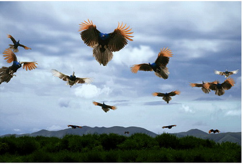 虽然很多人没见过，虽然被称作“陆”禽，但是的，这货会飞。孔雀东南飞嘛！图：tuchong.com
