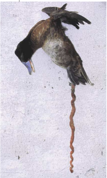 2001年在阿根廷科尔多瓦省拍摄到的雄性南美硬尾鸭的“阴茎”，这货的“阴茎”长度竟然能达到42.5cm！