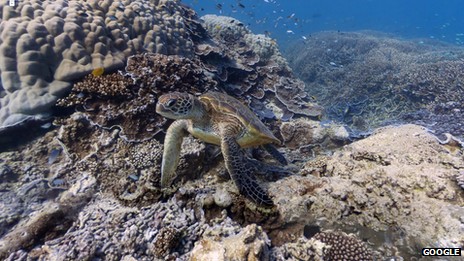这只大海龟其实是一个濒危物种,学名叫绿蠵龟(Chelonia mydas)