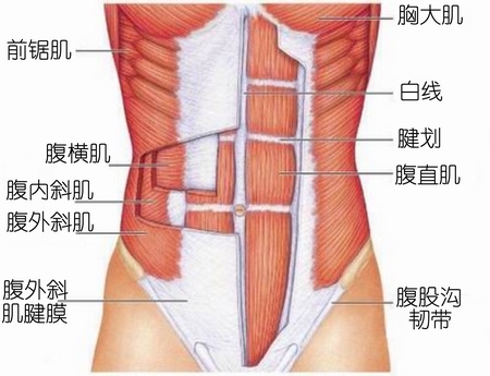 腹直肌解剖照。可以看出，腹直肌的腱划虽大体是水平方向，但并非完全水平，腱划有可能呈锯齿状。仔细看，就会发现左右腱划的位置也不是完全对称的。图片来自：www.emedlas.com/。