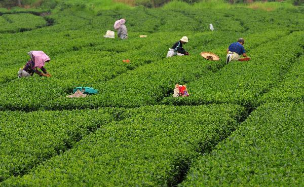 摘取春茶的人们，近年来，中国的茶叶产量一直占据全球茶叶总产量将近1/3的比重。图/news.cn