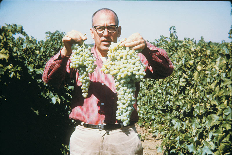 施用适量赤霉素可以使葡萄无籽且果粒增大。Sylvan Wittwer