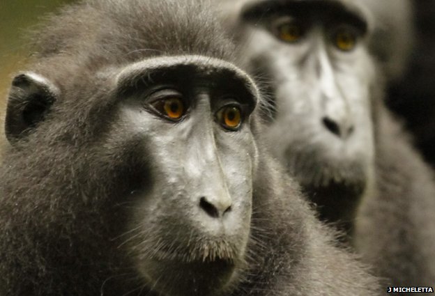 对同类的“眼神追视”行为能帮助黑冠猕猴寻找食物，发现危险。图/BBC