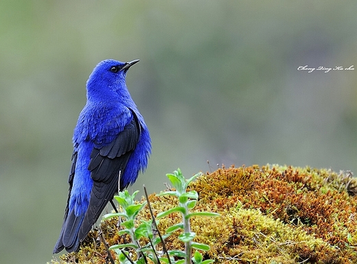 蓝大翅鸲（qú）（图片：birdnet.cn）