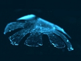 生物工程师利用大鼠的心脏细胞和硅胶制造出的“人造水母”，置于电场中可以在水中游动。（图片：HARVARD UNIV./CALTECH, via nature.com）