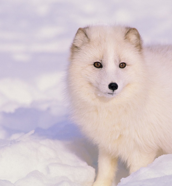 北极狐（iStockphoto/Thinkstock）