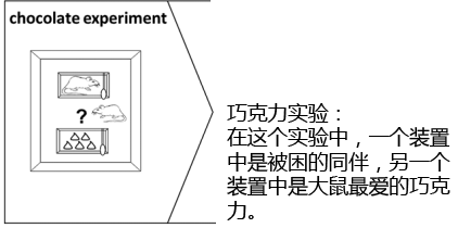 图3,同伴VS巧克力装置示意图。来源:www.sciencemag.org SCIENCE VOL 334 9 DECEMBER 2011。