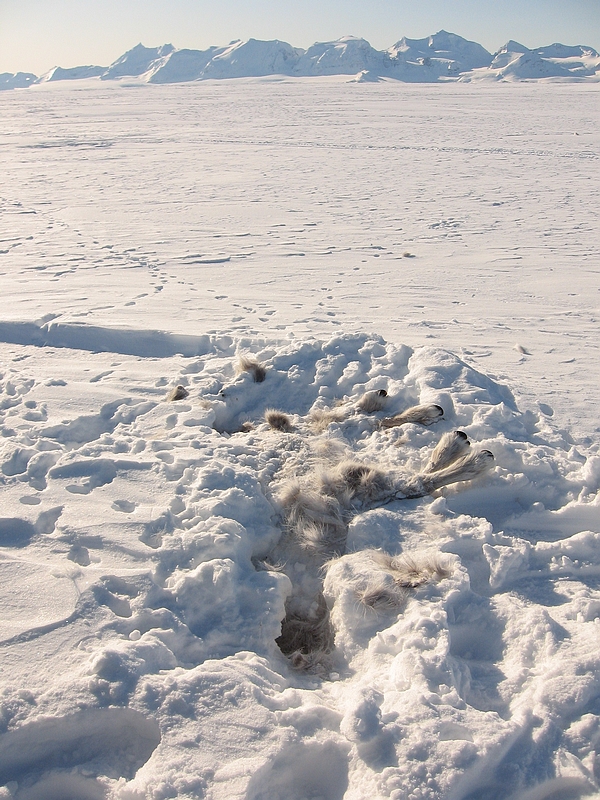 斯皮次卑尔根岛上的驯鹿尸体。供图：Brage Hansen