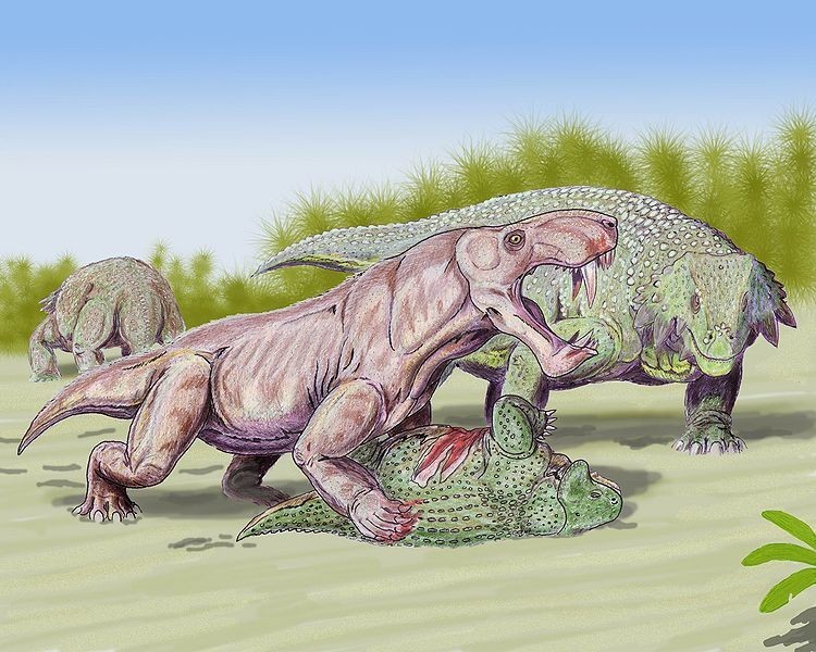 二叠纪晚期，一只狼蜥兽在攻击盾甲龙。图：wiki commons