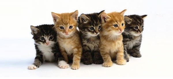 相同基因型的猫，表现出来的毛色却不一定相同（图片：catencylopedia.com）