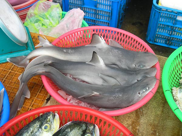 海鲜市场小鲨鱼图片
