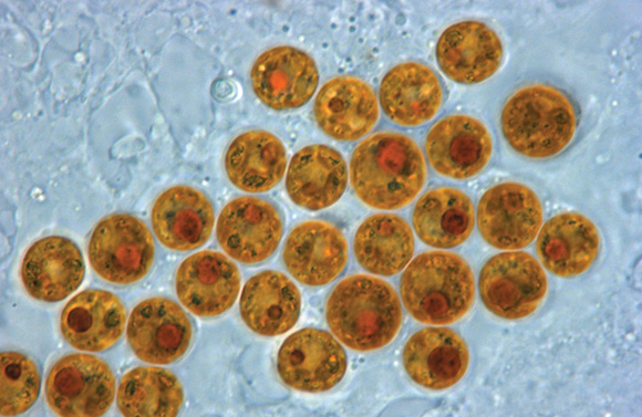 虫黄藻，一些直径6到8微米的小球。（图片：Todd LaJeunesse）