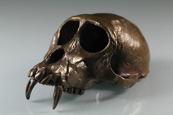 成年普通猕猴的头骨，留意犬齿。Credit:Etsy.com