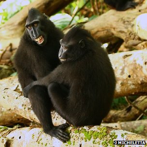 黑冠猕猴好朋友一起消磨时光，互相理毛。图/BBC