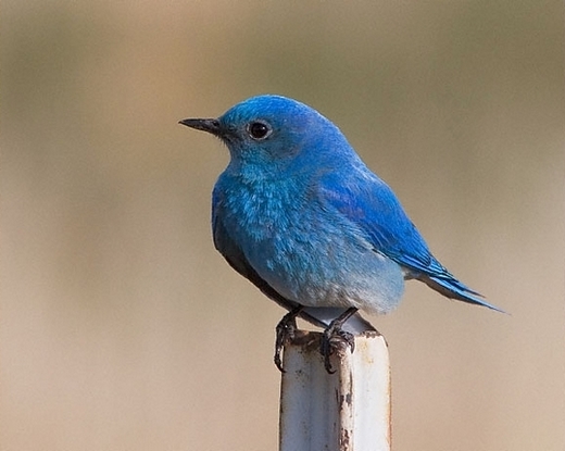 蓝知更鸟，小小一只，胡子却不少……（图片：Smithsonian Magazine）