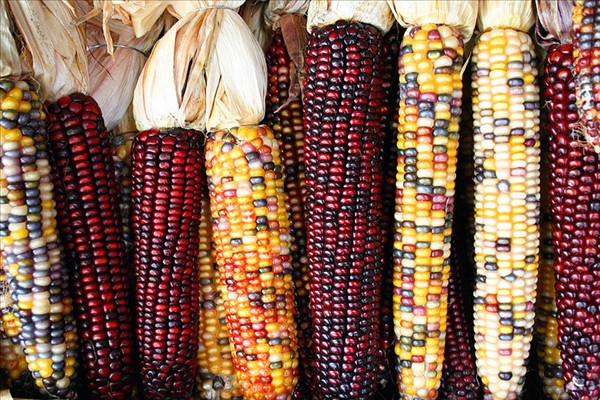 近年来在餐桌上悄然兴起的彩色玉米，玉米棒子爱好者的你可曾吃过？ 图/wiki commons