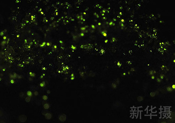 从即将孵化的卵开始,雷氏萤就开始了它们发光的历程。这星星点点的黄绿色光芒预示着一只只敏捷残酷的掠食者即将来到世界上。
