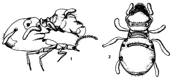 为了在白蚁窝里骗吃骗喝，隐翅甲只好忍辱负重，左右分别为隐翅甲的侧面观和背面观。