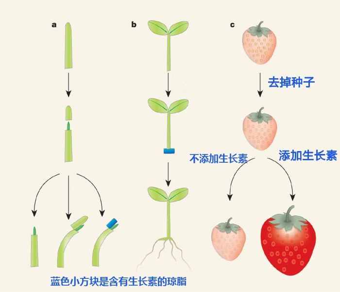 生长素促进植物的向光性、器官生长和膨大。/www.nature.com