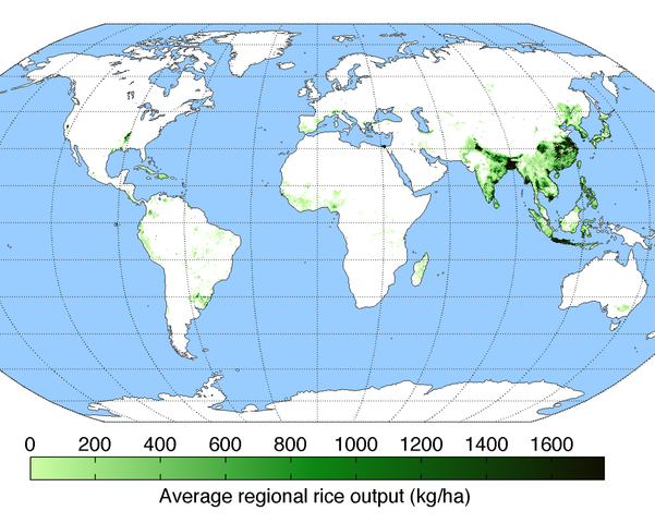全球稻米的产量分布，稻米提供了世界上五分之一的卡路里。 图/Wiki commons