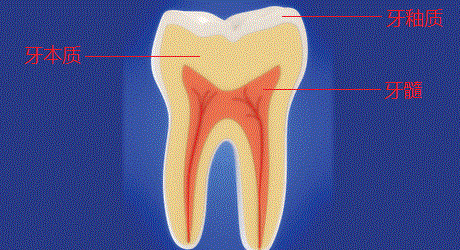 微黄的牙本质决定了牙齿的颜色