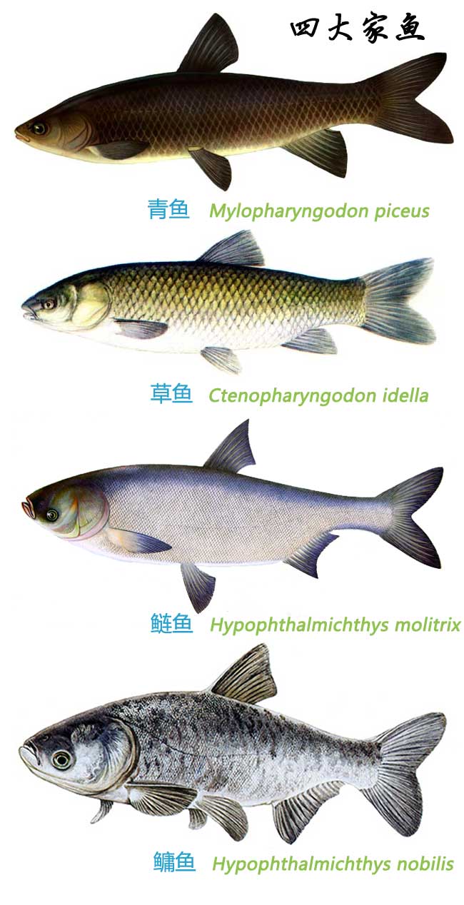 四大家鱼 江水不给力 没心思谈情说爱 果壳科技有意思