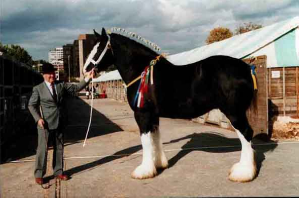 夏尔马，最著名的挽马之一。（图片来自http://www.heavyhorseadvertiser.co.uk/）