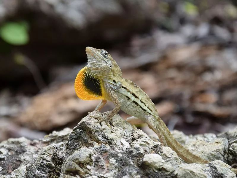 对面的妹子看过来—一展开喉囊撩妹的条纹安乐蜥(anolis lineatus)