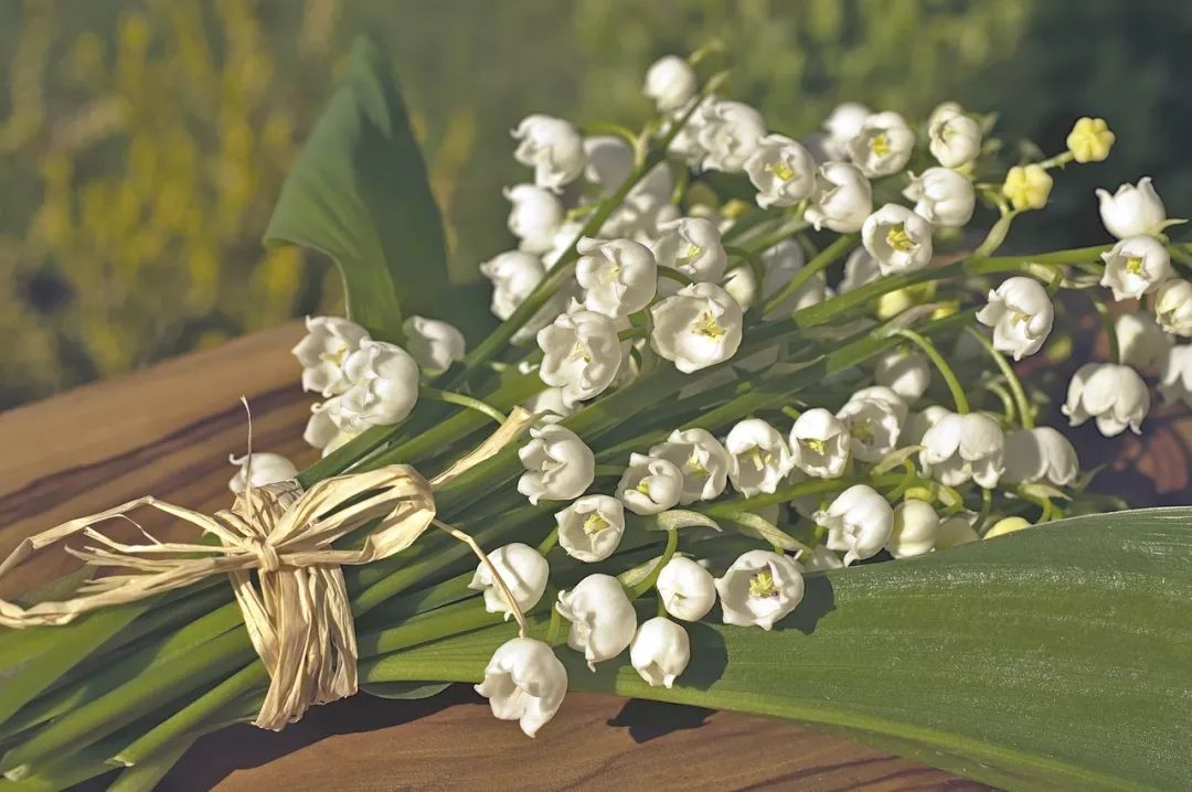 铃兰花_铃兰花图片_铃兰花语和寓意