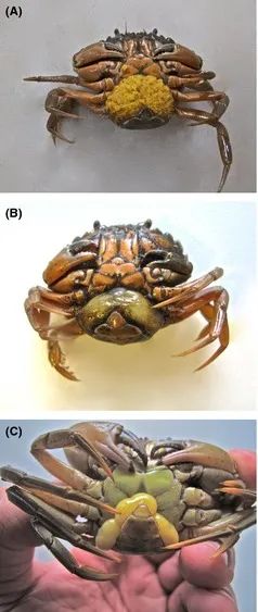 大闸蟹的生长过程图片