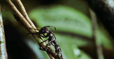 蚂蚁爬行动图图片