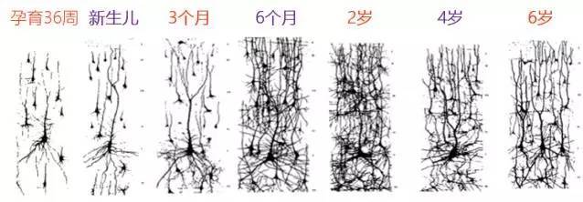 孩子的神经发展情况