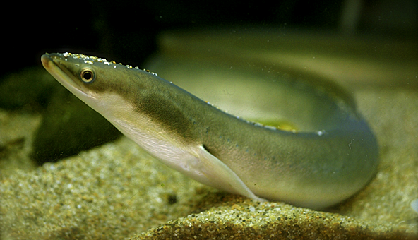 鳗鲡:未来不只眼前的烤架,还有爱与远方