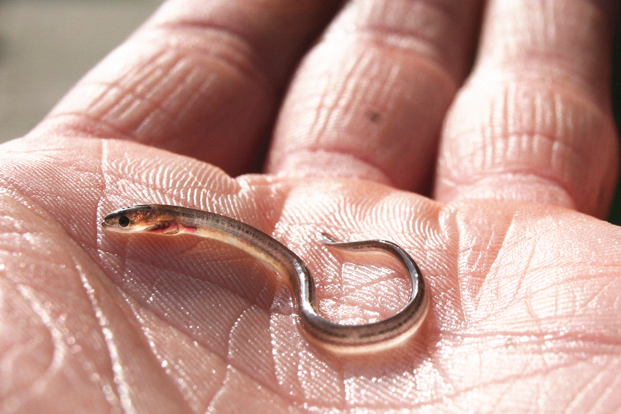 投放前的鳗鱼幼苗.图片来源:u-tokyo.ac.jp