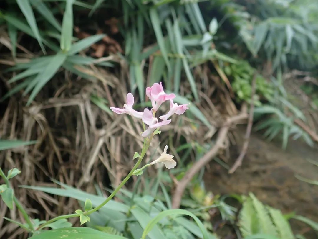 它有着仙气十足的美貌 名字却土味十足 果壳科技有意思