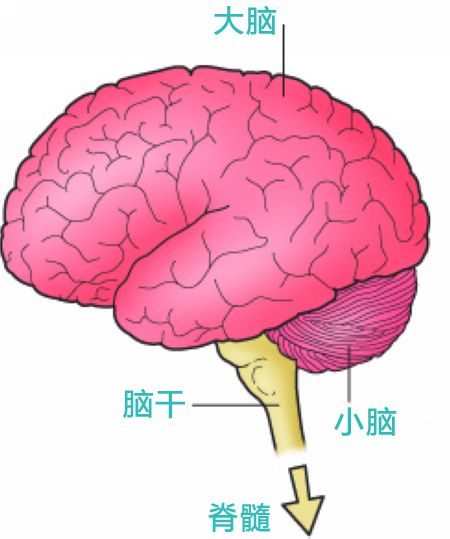 全脑死亡(whole brain death)是指包括大脑,小脑和脑干在内的全脑机