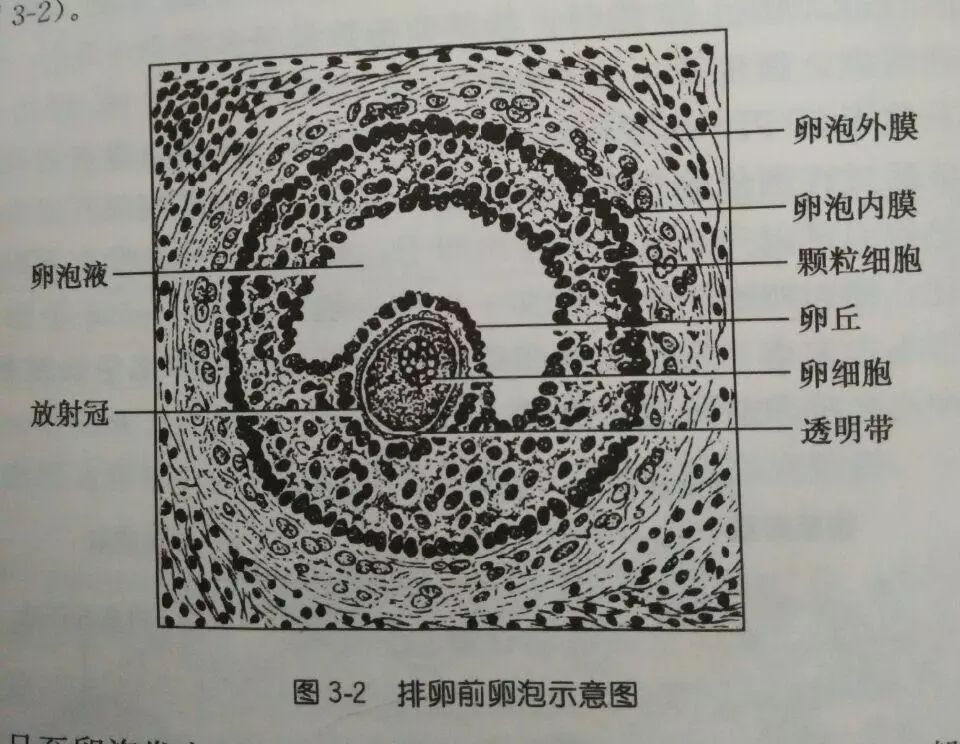 让她经历夺命12小时的黄体破裂,究竟是个什么病?