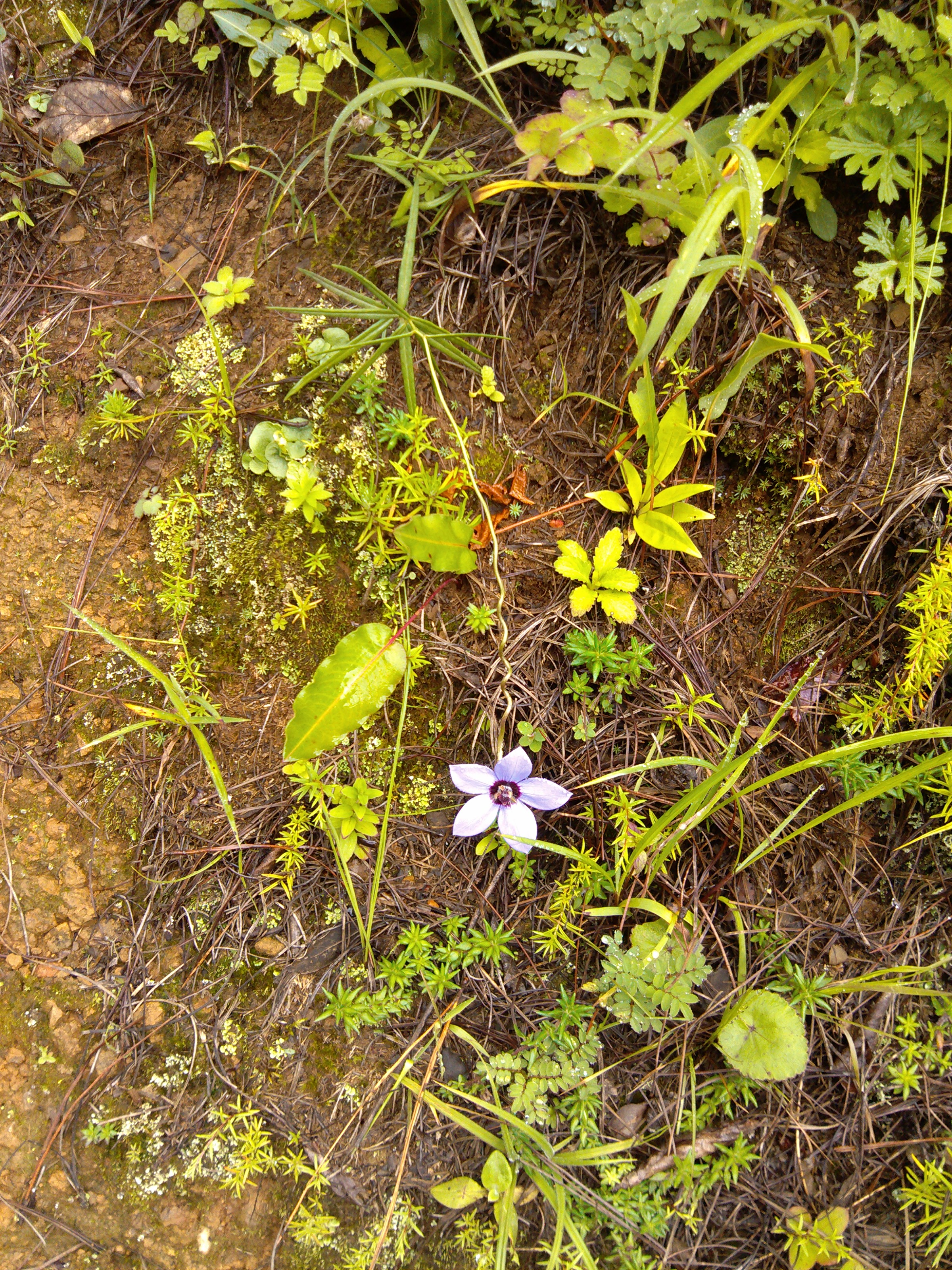 2012年拍的云南丽江高山植物