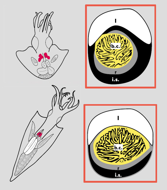 (euprymna scolopes,又叫夏威夷四盤耳烏賊)和劍尖槍烏賊(uroteuthis