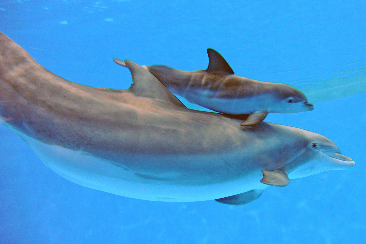 宽吻海豚的生殖缝扒开图片